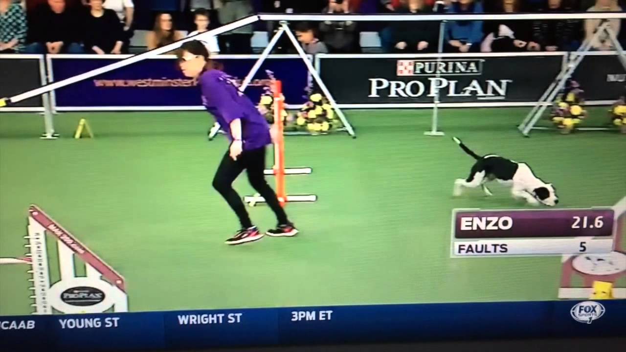 2015 Westminster Masters Agility - Enzo the Amstaff/Pit Bull Terrier