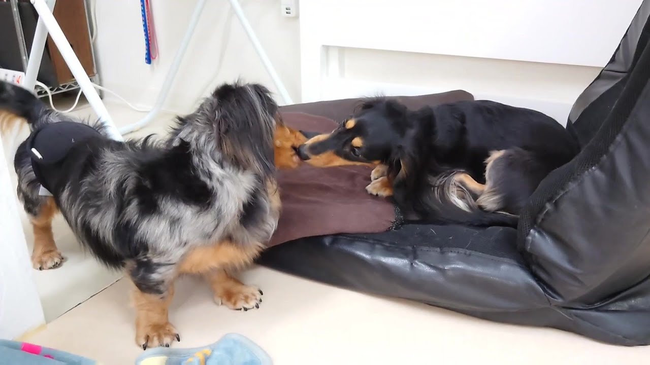 いちゃいちゃックス　🐶ひみつきちなう！①🐶  2026年1月20日