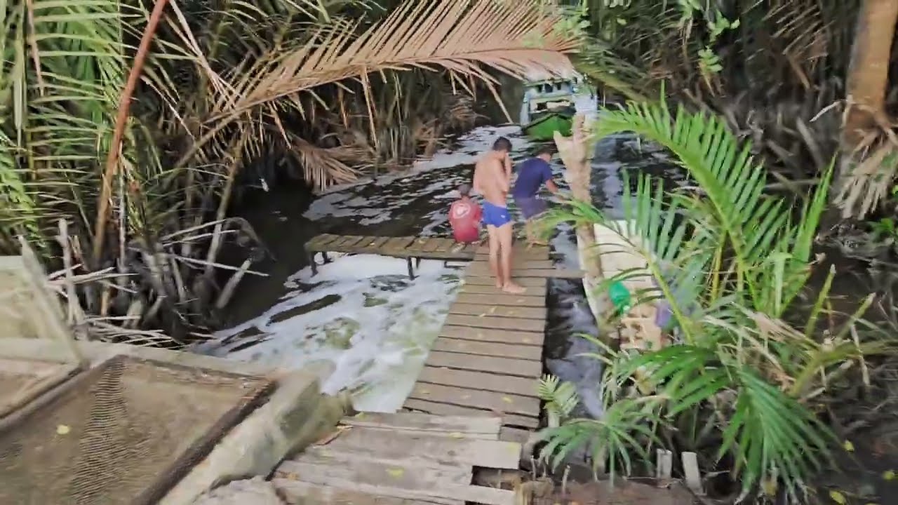 panen ikan bandeng dan udang windu 