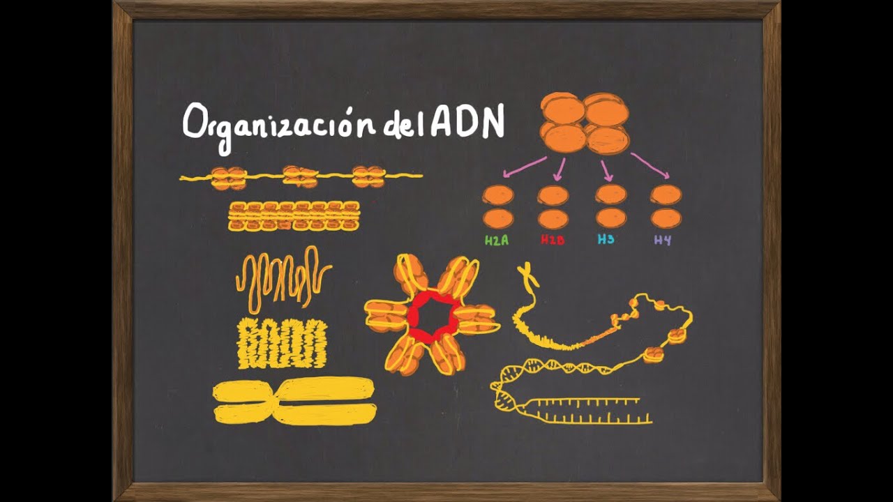 Niveles de Organizaci&oacute;n del ADN y Cromosoma:  Histonas, nucleosoma y condensaci&oacute;n de la cromatina.