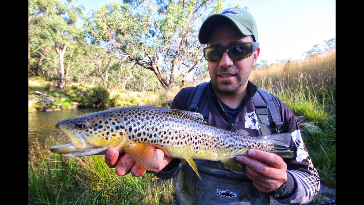 Small River BIG Trout