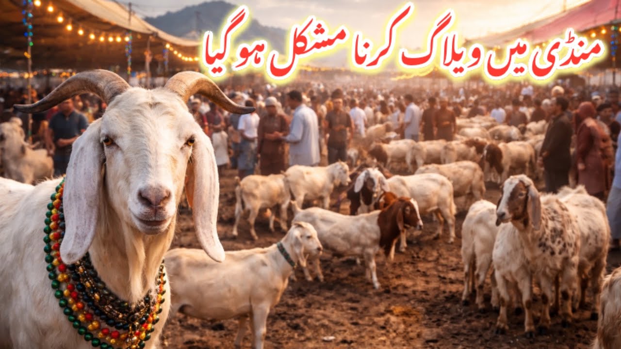 Islamgarh Bakra Mandi 2026 | Latest Goat Prices & Vlogging Challenges 