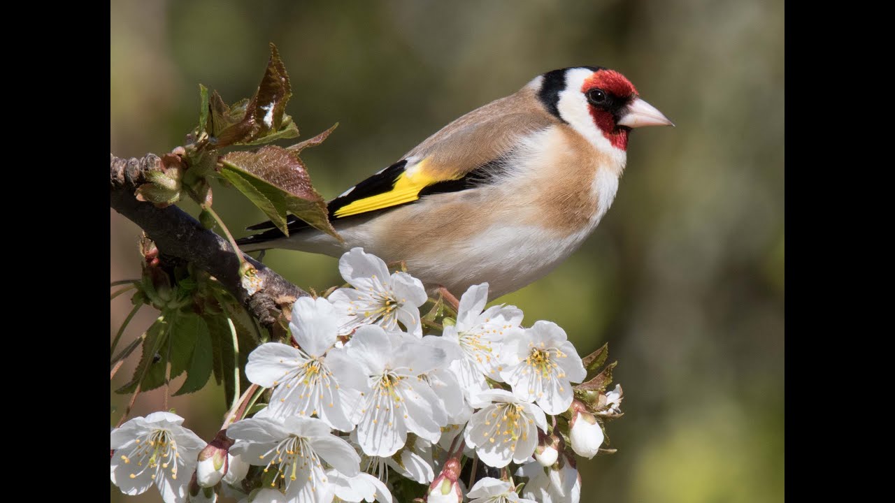Une espèce, un vol : Chardonneret élégant (Carduelis carduelis)