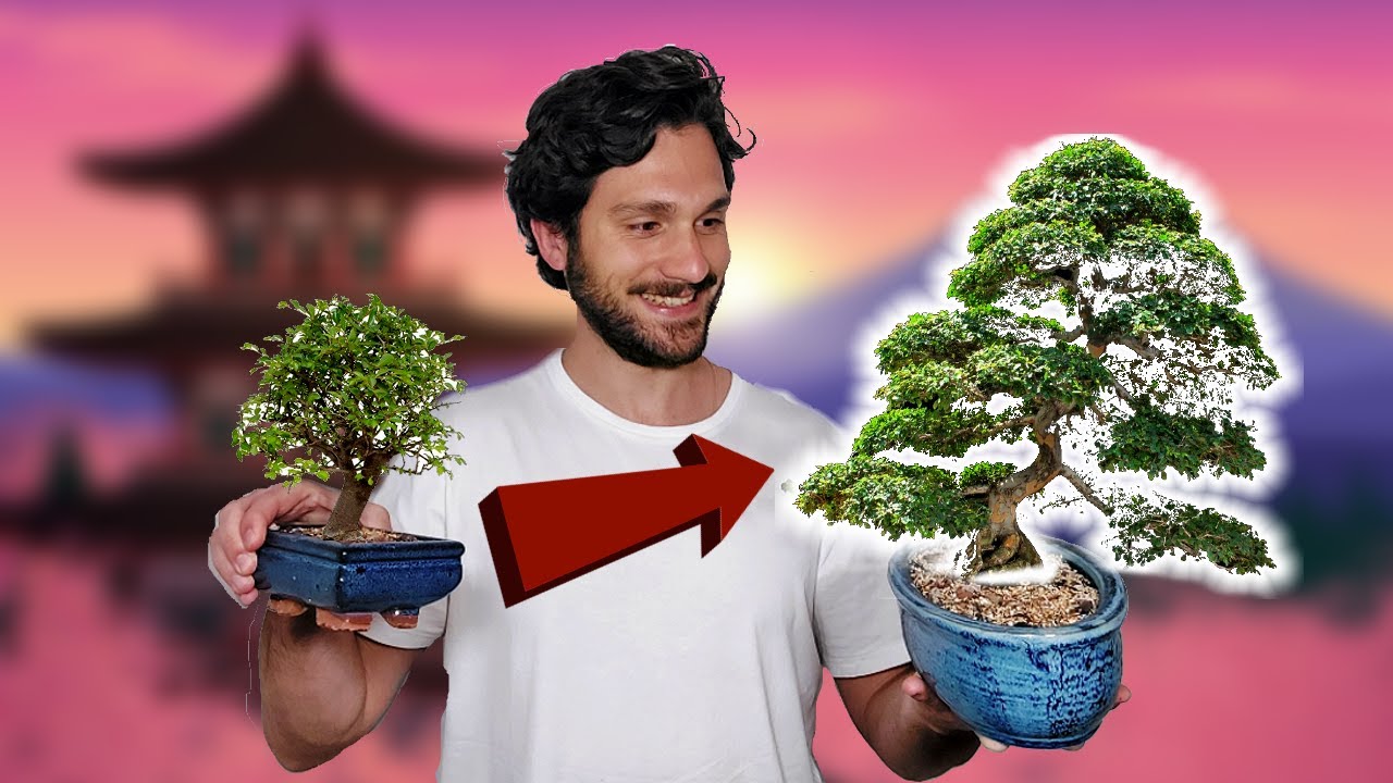 Bons&aacute;i de Olmo CHINO ㊗️ C&oacute;mo regar y PODAR un bons&aacute;i 🌳 Bons&aacute;i F&Aacute;CIL