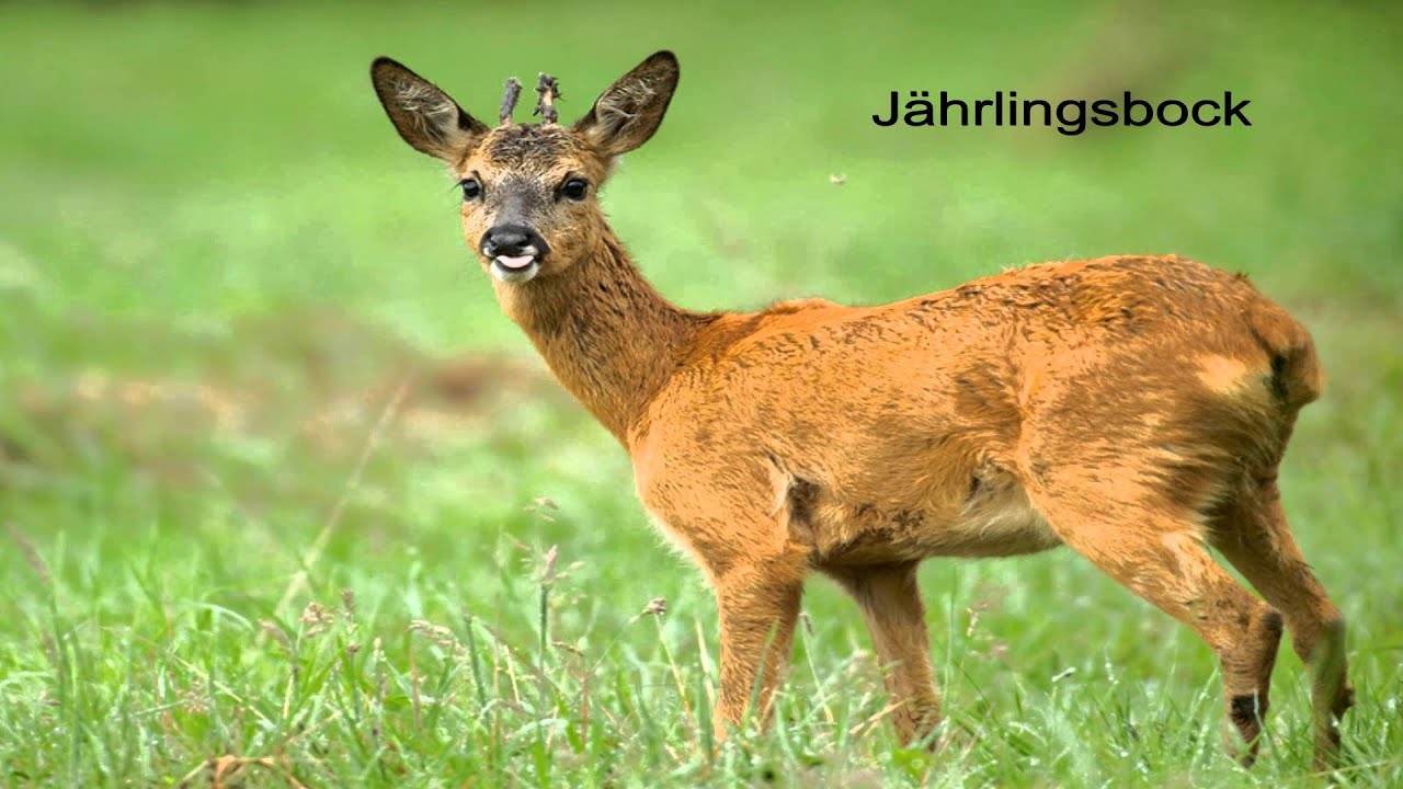 Rehwild richtig ansprechen