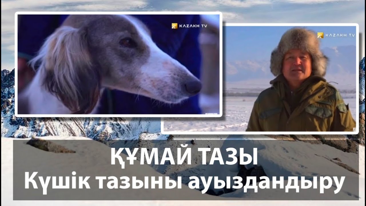 Құмай тазы. Күшік тазыны ауыздандыру