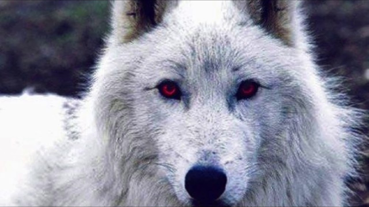 Wolfsangel Widdershins - Wolfsangel