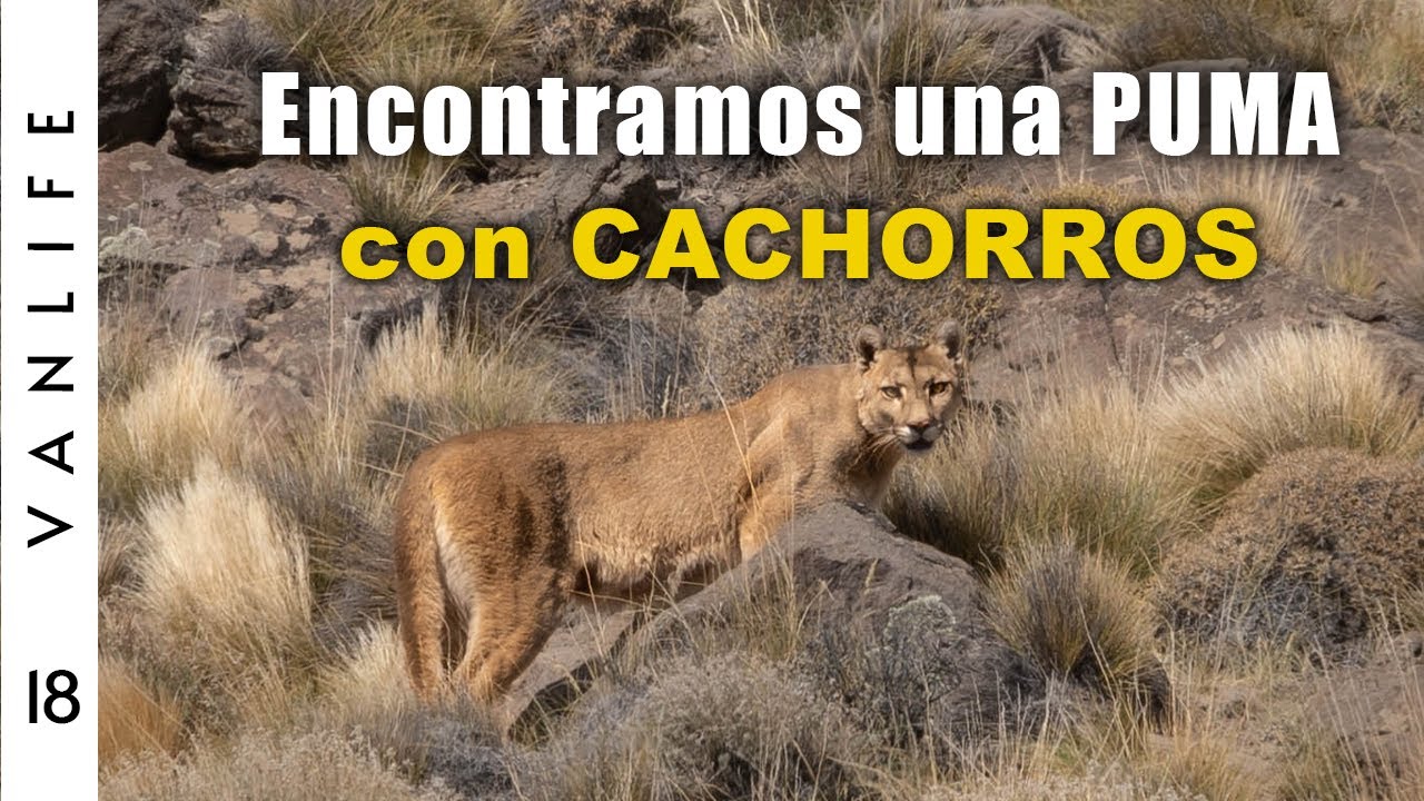 Así reaccionamos al encuentro MENOS ESPERADO 😱 [Ep. 18]