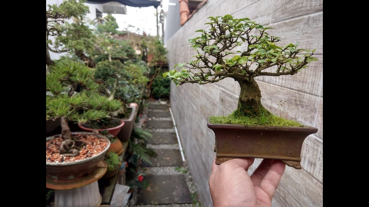COMO FAZER BONSAI COM LIGUSTRO | Como Fazer Bonsai