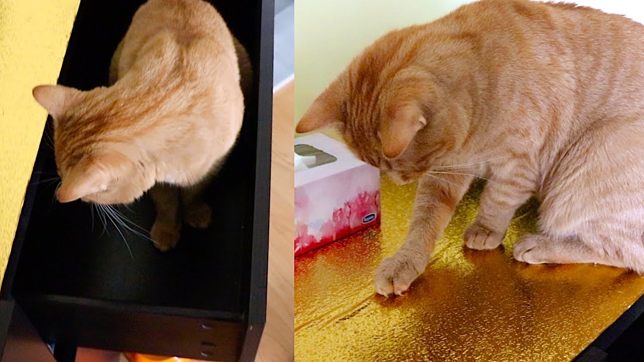 🐱🐱 SWEET THE ORANGE CAT HELPS MOM REORGANIZE! 📦