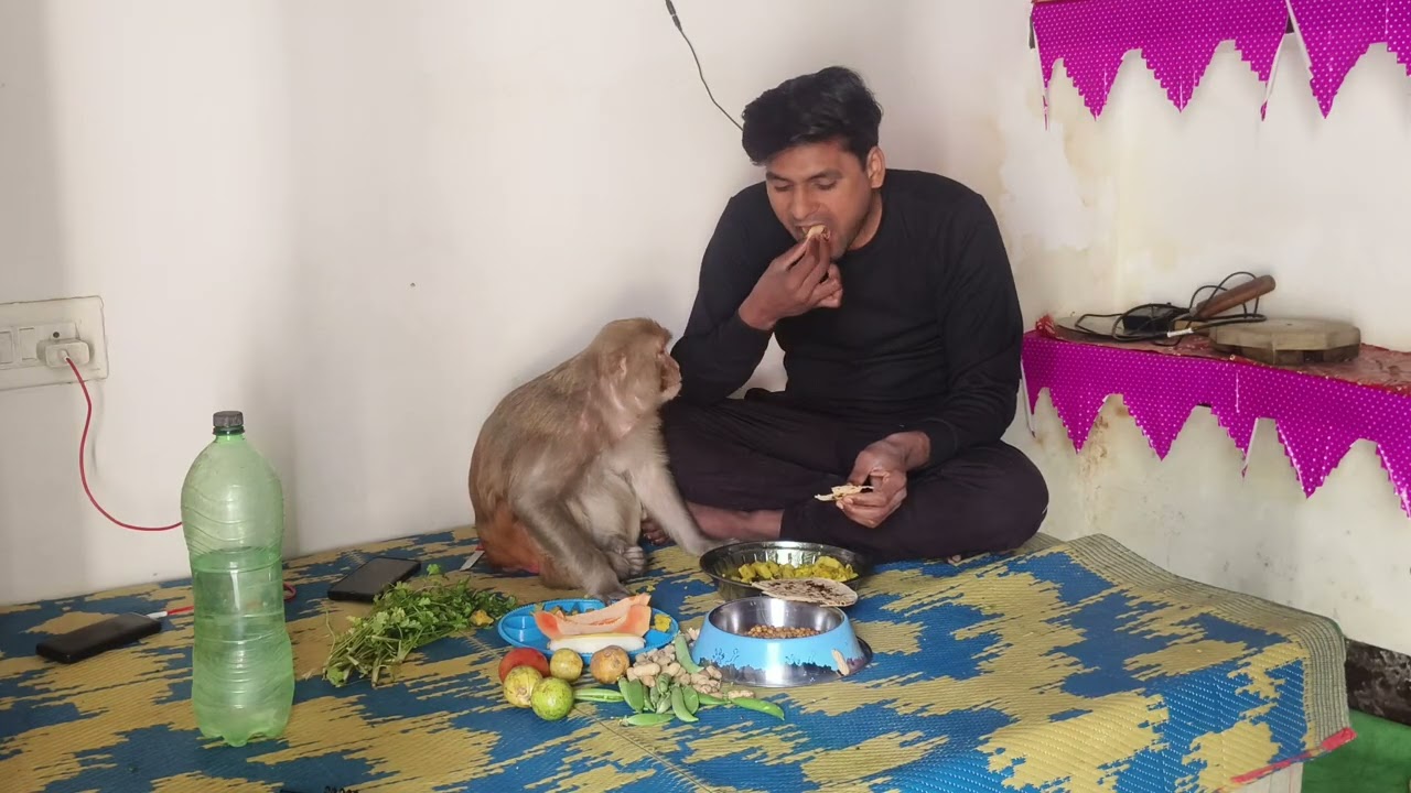 मंकी रानी आकाश के साथ खाना कैसे खाती थी 😭🙏 @Queenrbl12345 @chaineescomedyan 