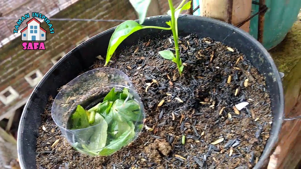 #TIS Cara Mudah Buat KOMPOS Mini Langsung Pakai |Tomat,Cabe,Terong |Simple Compost for Healhty Plant