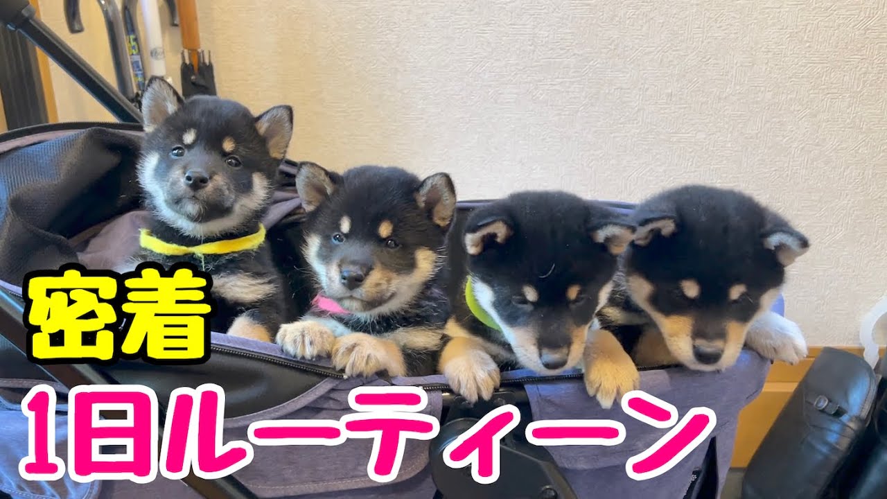 【柴犬 子犬】小規模ブリーダーの1日ルーティーンを大公開
