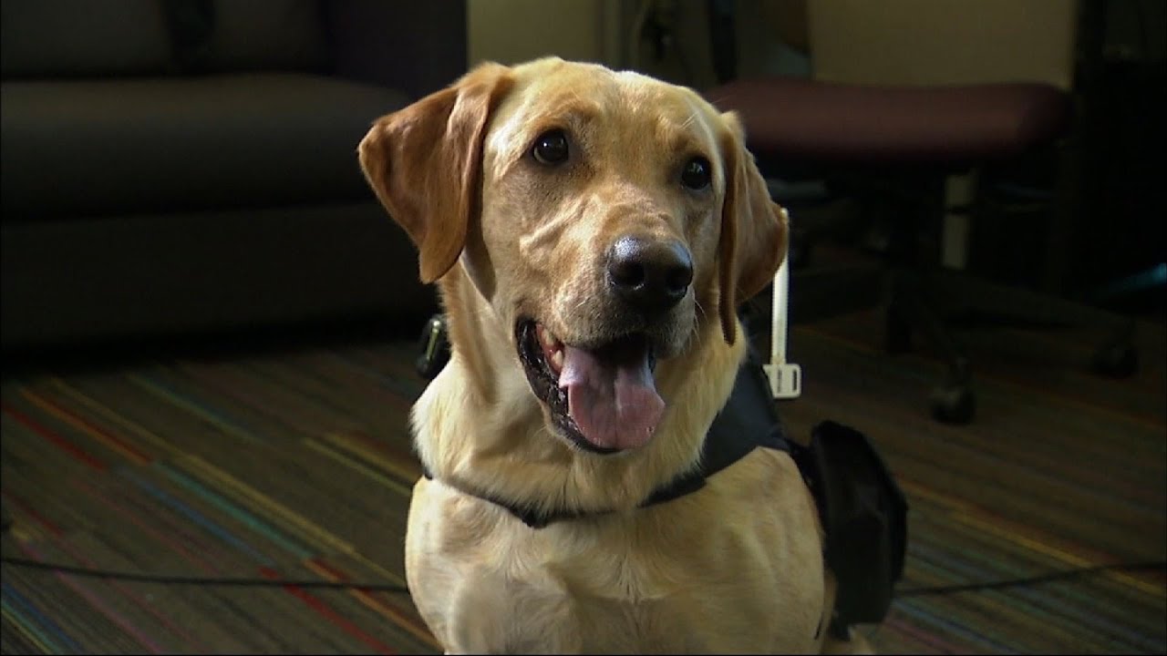 Translating canine communication with computer science