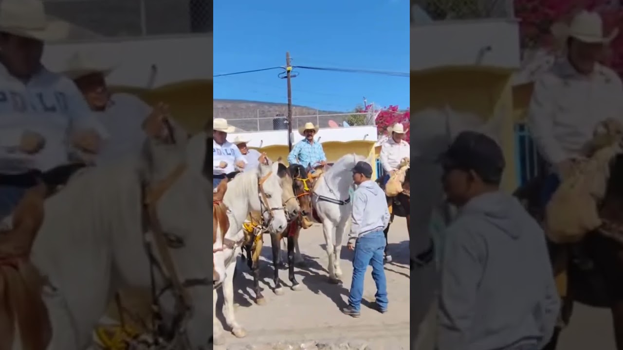 bonitos caballos