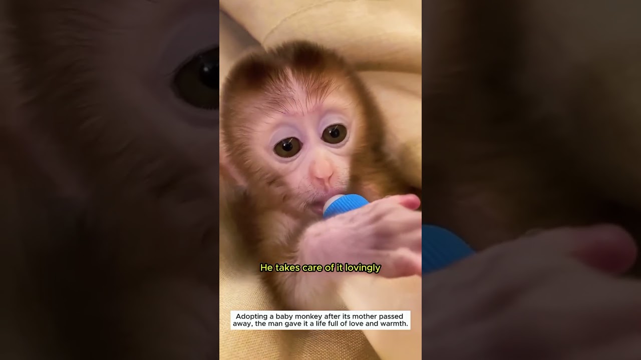 Hold your tears 😭 Baby monkey rescued after losing its mother #BabyMonkeyRescue #OrphanMonkey #fyppp