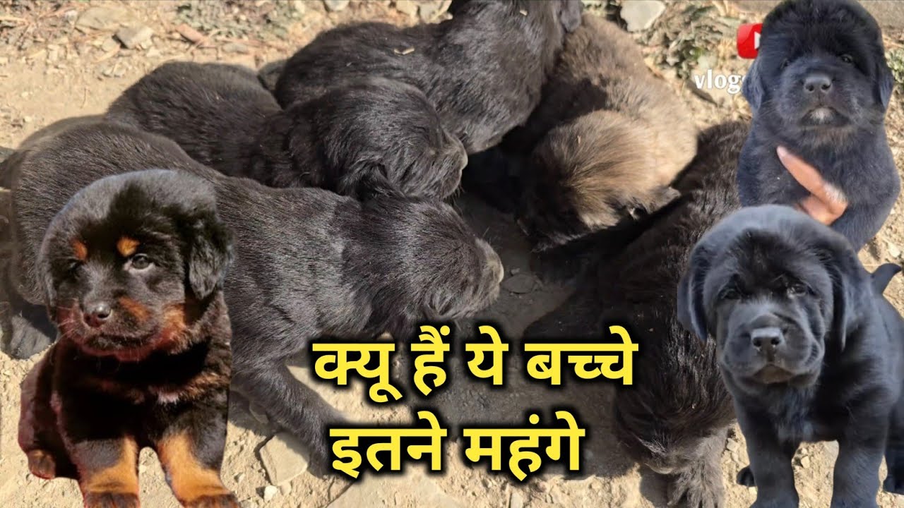 असली पहाड़ी कुत्ते के बच्चे | Bhotiya Dog Puppy | Himalayan Pahadi Dog | Daily Vlog