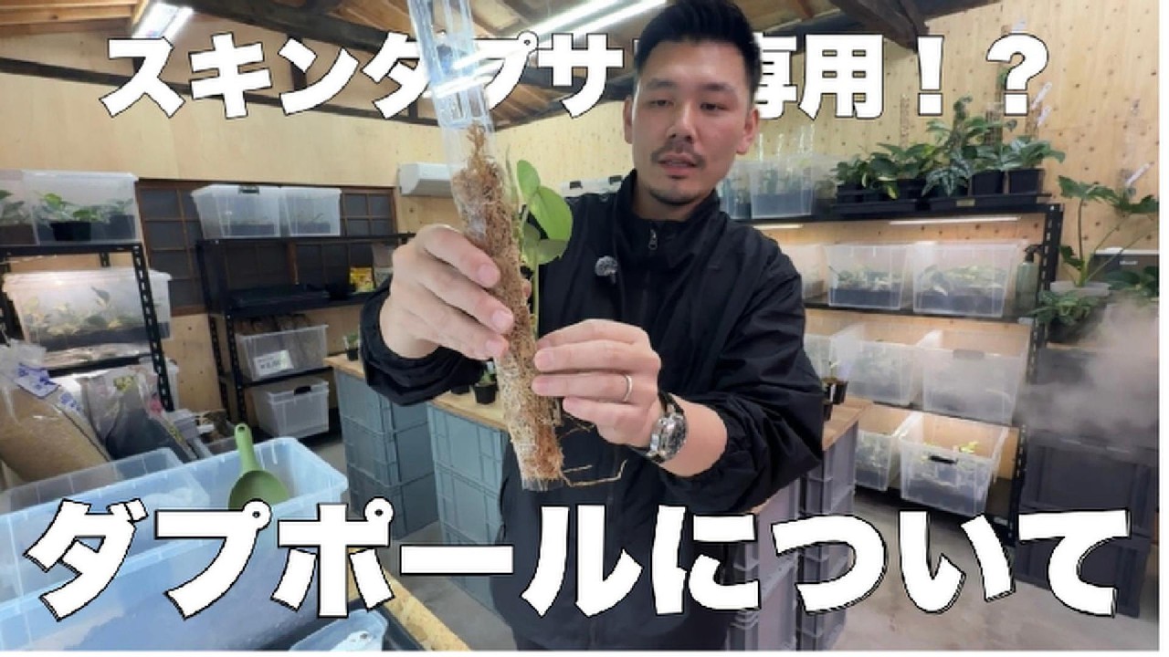 【スキンダプサス専用！？】ダプポールについて解説！
