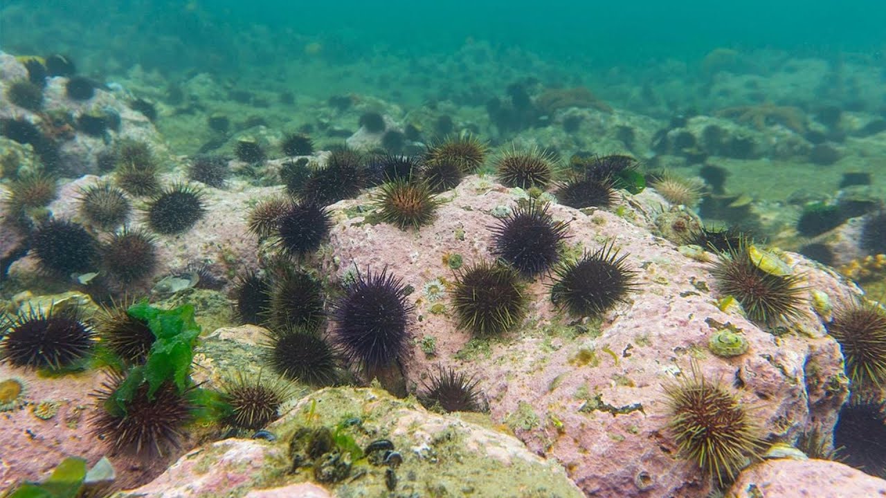 Where did all the kelp go? Urchin Seminar Pot Phillip Bay