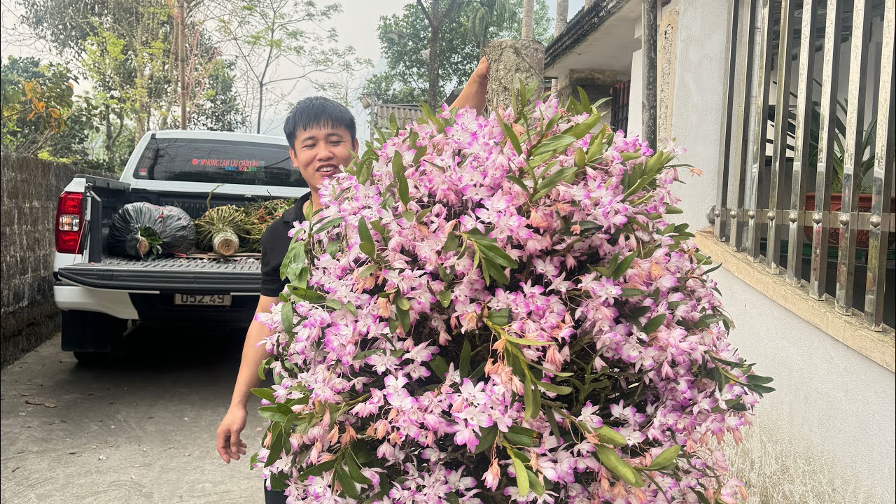 (28/2) EM HUYỀN LAI CHÂU BÁN PHONG LAN RỪNG THUẦN 0855402333