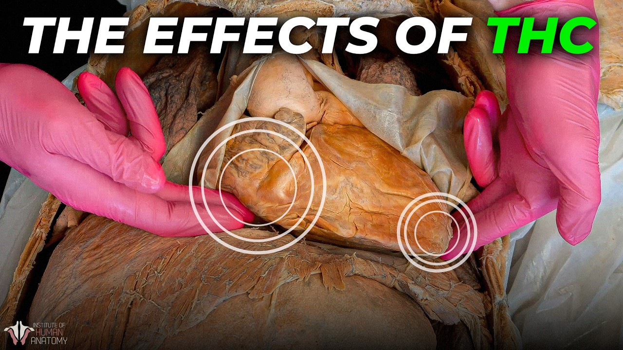 This is What THC Does to the Body