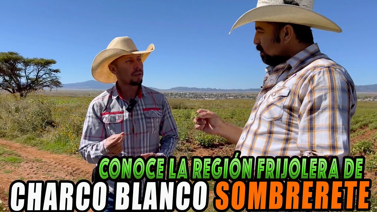 AQUÍ SE PRODUCE EL 30% del Frijol Mexicano