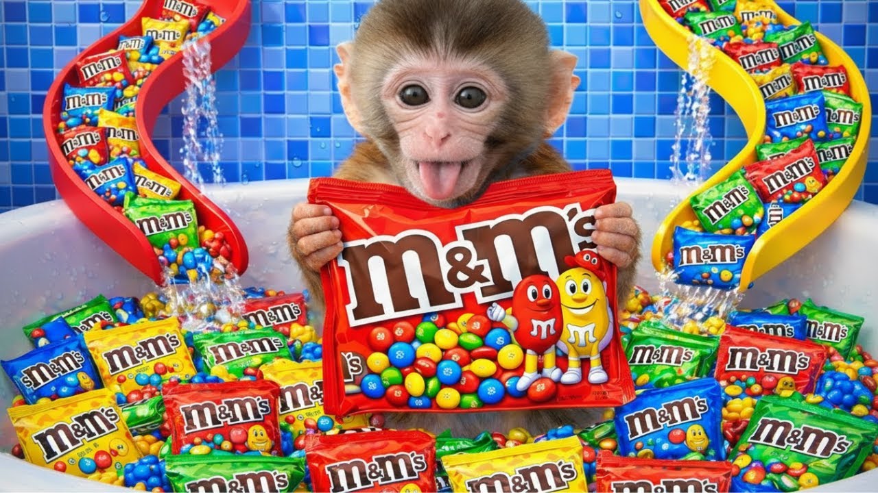 Monyet Milo Imut bermain seluncuran air penuh permen MM warna warni di taman air bersama anak bebek