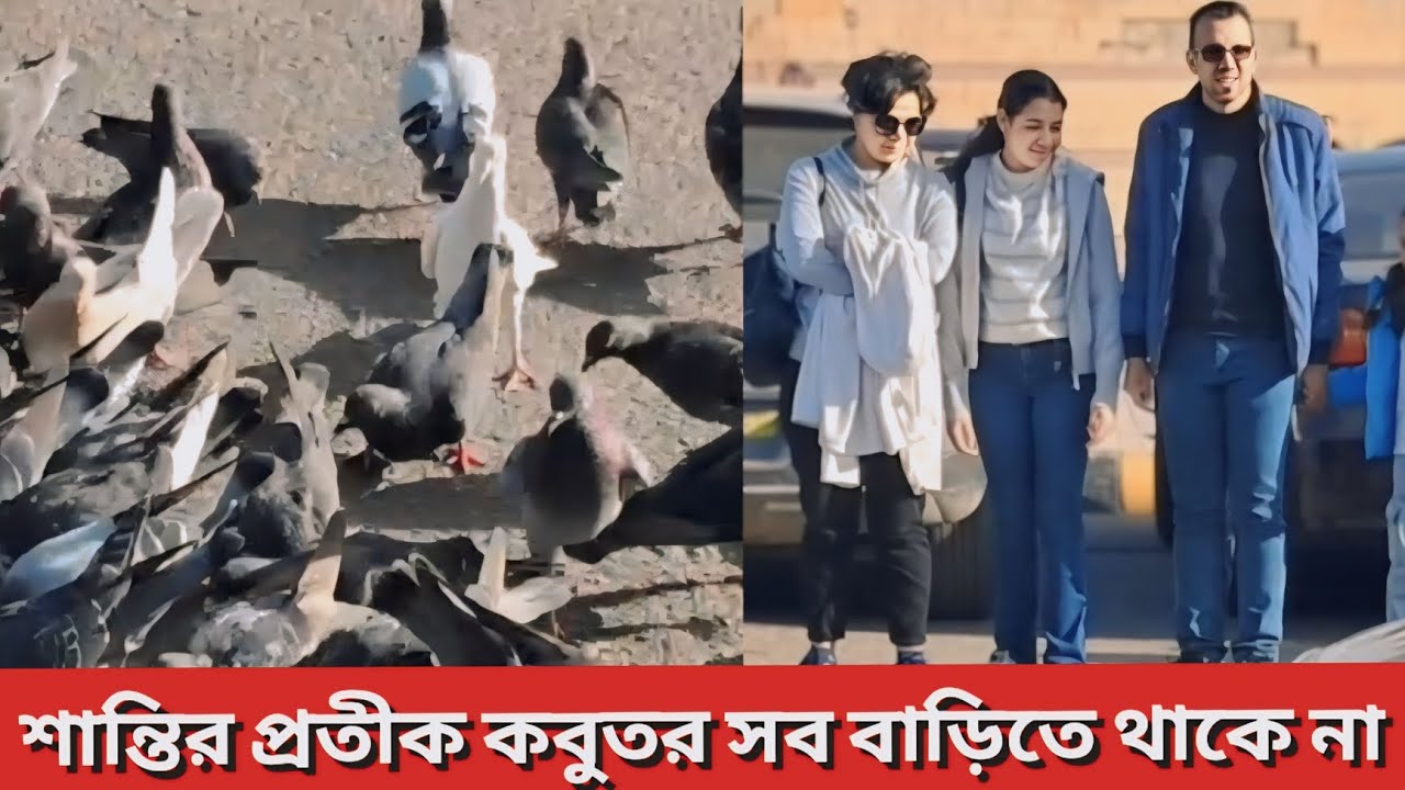 যাদের ছেলেমেয়েরা ধূমপানসহ বিভিন্ন নেশায় পড়ে গেছে তাদের দু জোড়া কবুতর কিনে দিন সকল নেশা বন্ধ হবে 