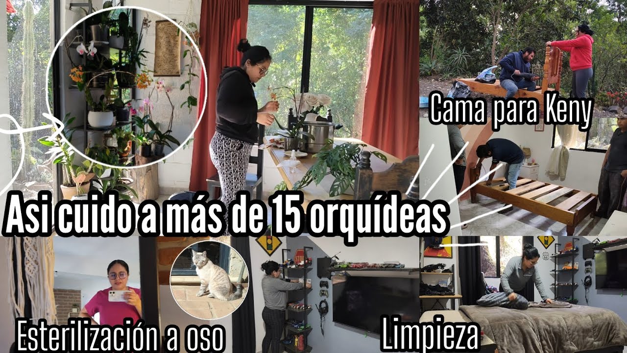 Mantenimiento a más de 15 orquídeas ✅💚/ Cama para Keny 🙏🏻/ Esterilización 🐈