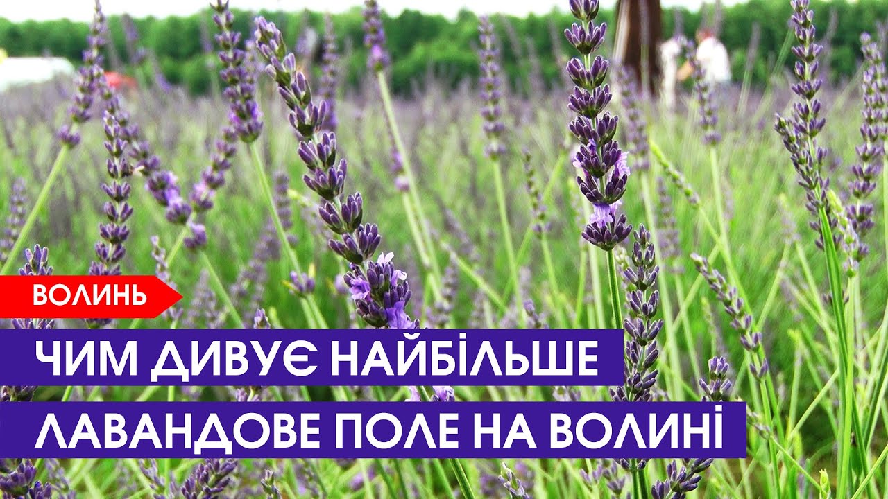 Два гектари лаванди, естетика і розваги: відкрилося лавандове поле «Волинської Голландії»