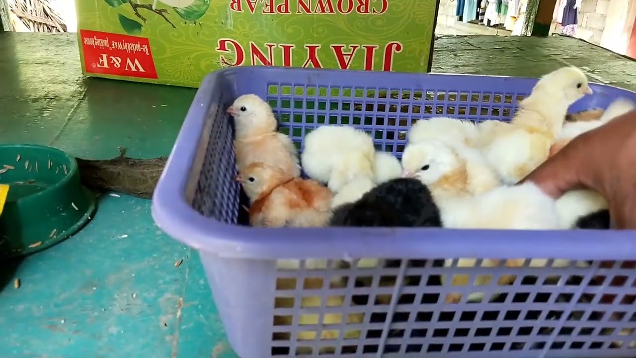 Unang Pisa sa ating bagong Incubator