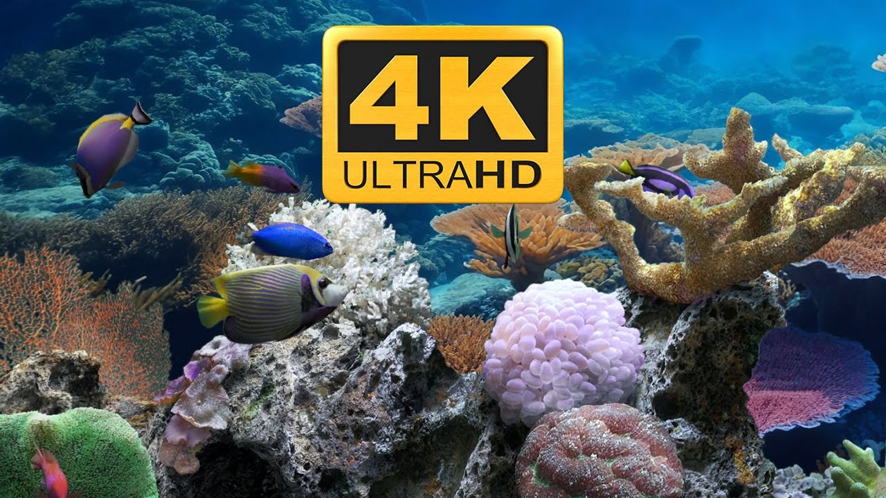 Relaxing Coral Fish Meditation | Tropical Underwater View | UWQHD 3440x1440 | 3.5 Hour | No Music