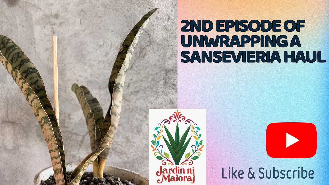 2nd Unwrapping Episode of my Sansevieria Haul🫶🏾 