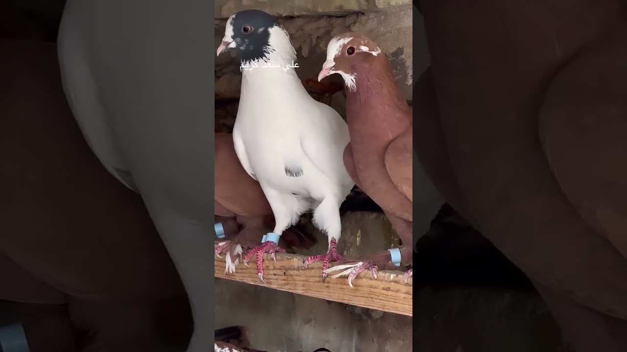 شوفو هاي الحلاوه 