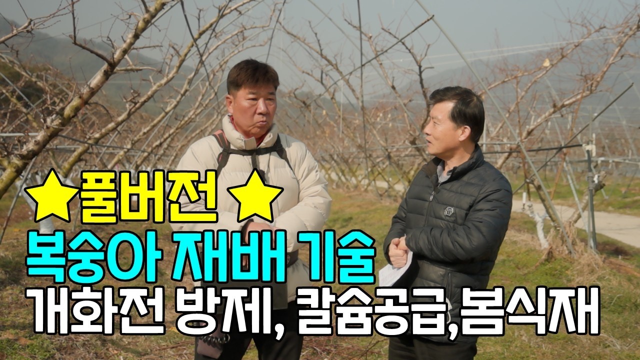 ★풀버전★복숭아 재배 기술 개화전방제, 칼슘공급, 봄식재