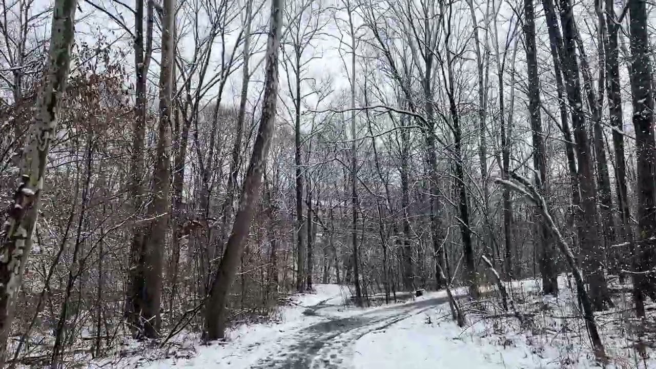 Forest trail walk in the snow
