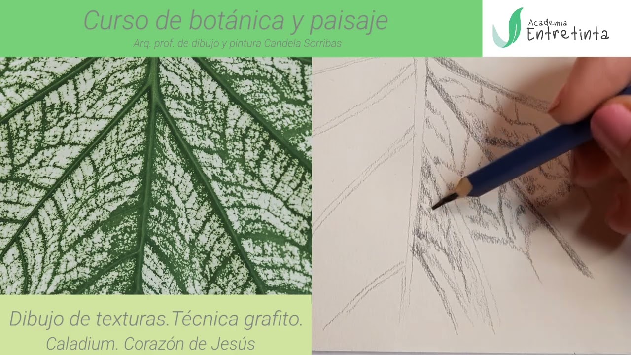 Dibujo grafito: textura de hoja de caladium