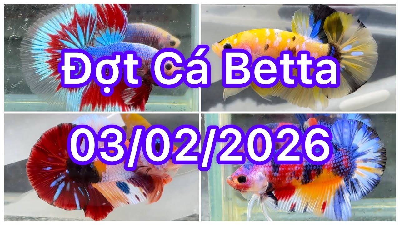 Đợt Cá Betta 03/02🍀🌈Betta Nemo | Betta Multicolour | Betta GLX |Betta Metalic | Halfmoon | Bình dân