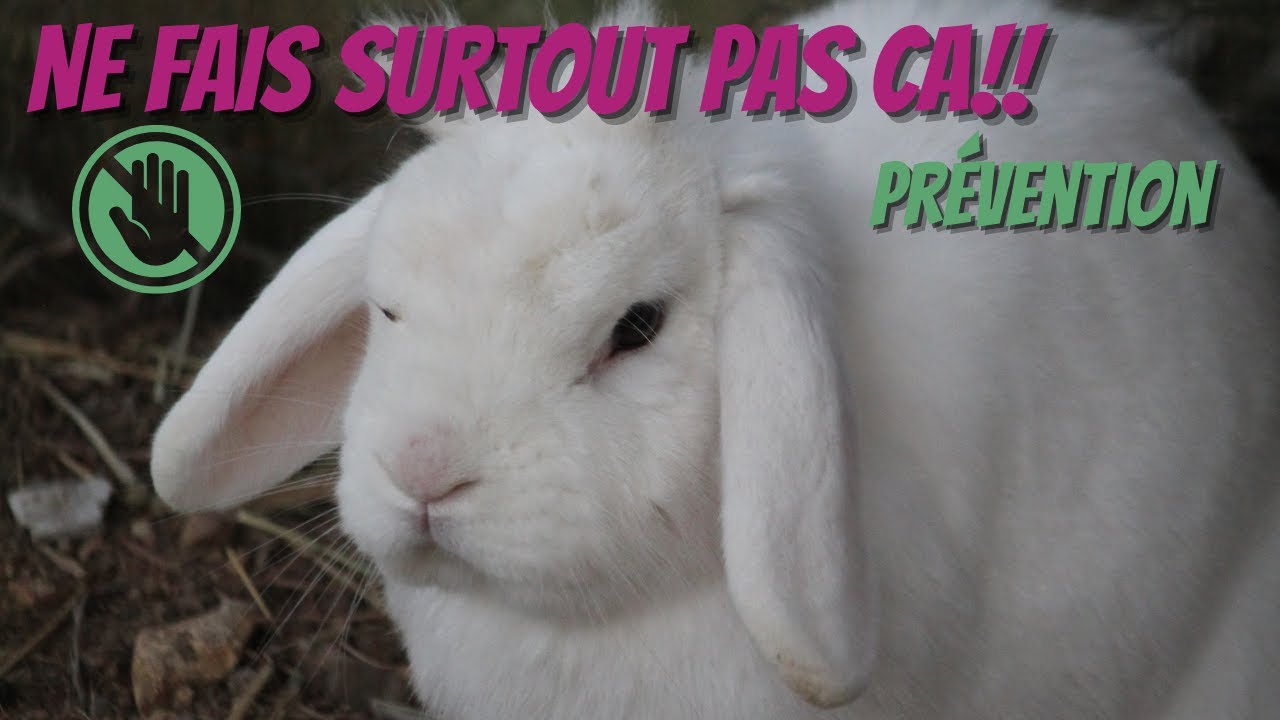 NE FAIS SURTOUT PAS CA AVEC TON LAPIN!
