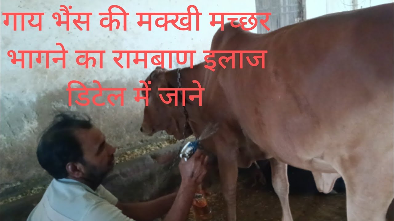 बिल्कुल डिटेल में जाने गाय भैंस के मक्खी मच्छर भगाने का देसी रामबाण इलाज