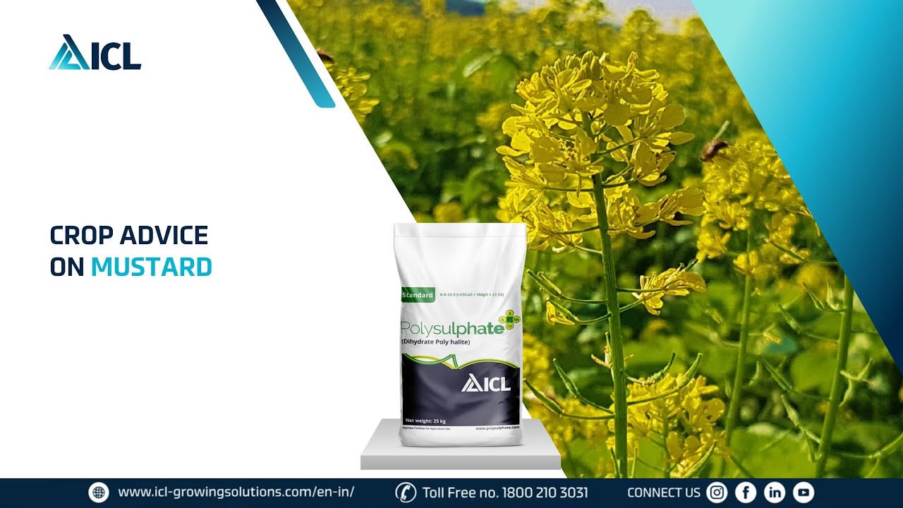 ICL Crop Advice | Mr. Sameer Singh | Mustard | Hindi | ICL India