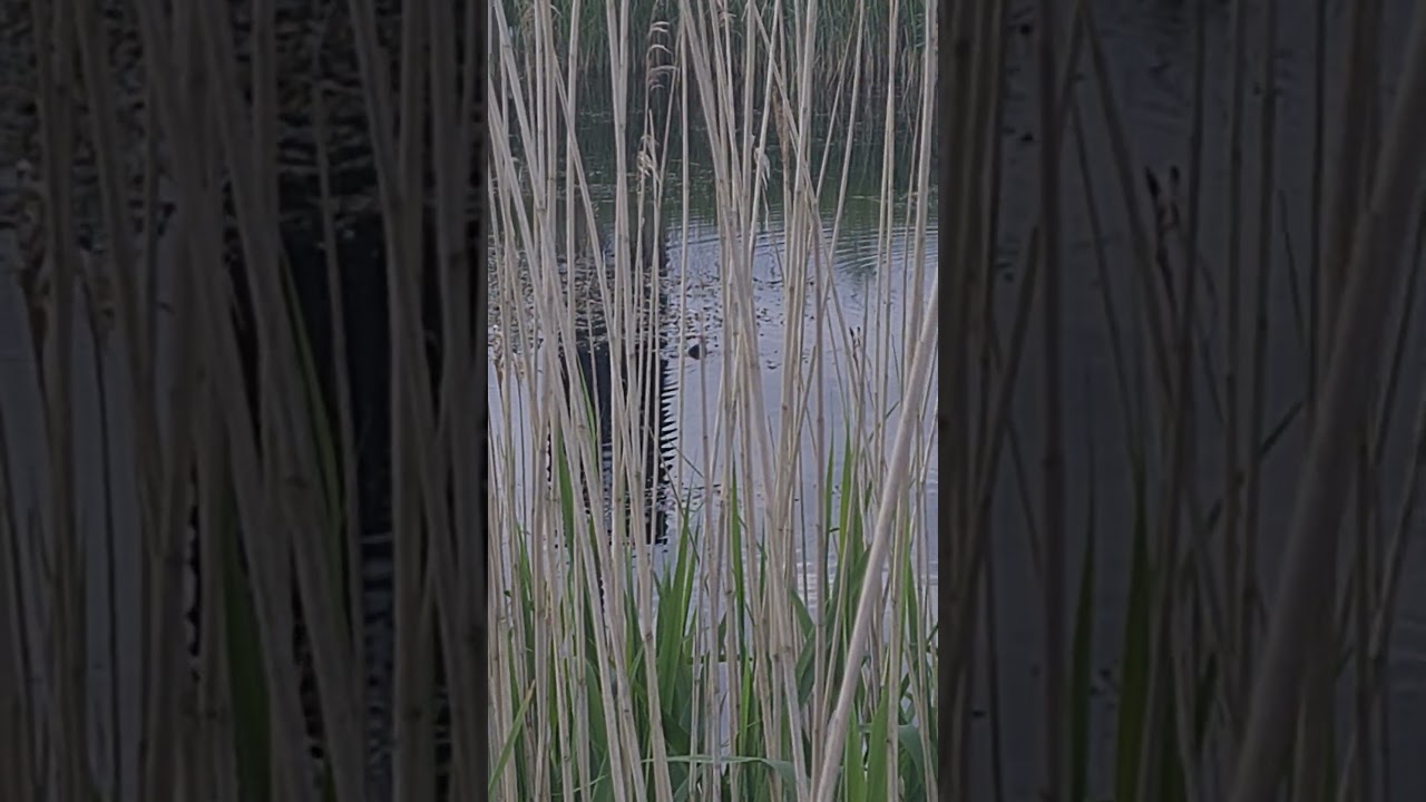 #birds #nature #pond #reeds
