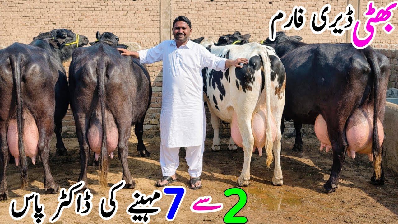 Bhatti Dairy Farm | Top Class Australian Friesian Cows & Kanger Buffalo For Sale in Punjab Pakistan 