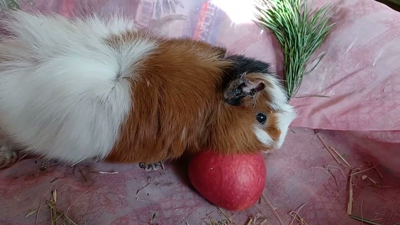СВИНКА НЮША ПЕРЕДАЕТ ВАМ ЗИМНИЕ ПРИВЕТИКИ🎄🎄🎄💕🎄🎄🎄
