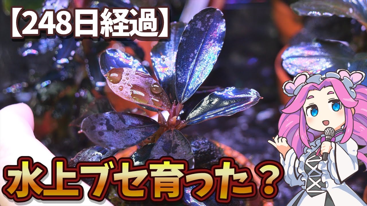 8か月でどれくらい育った？ブセファランドラ水上育成の紹介