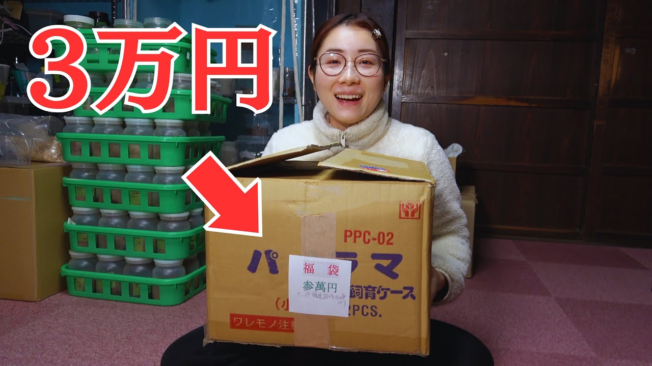 【3万円】秋田県にある昆虫ショップ福袋、中身がガチすぎた