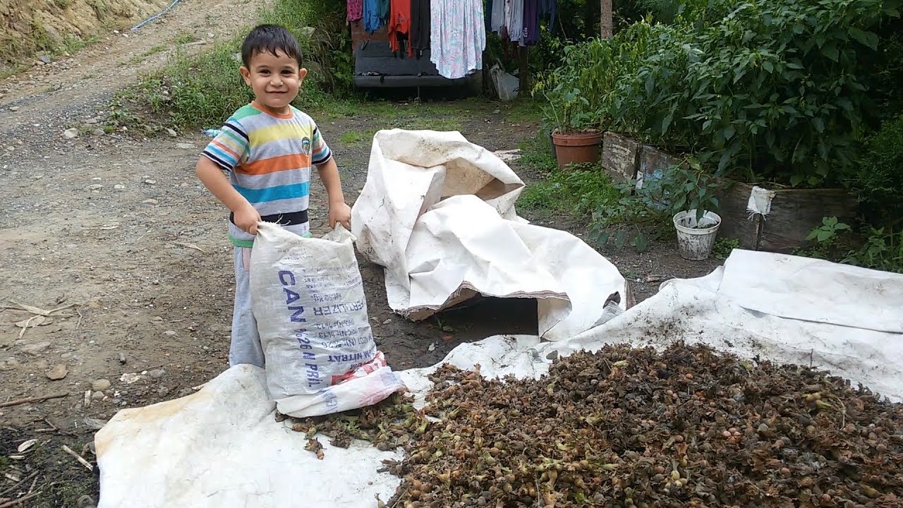 Ordu - Çaybaşı'nda Fındık Hasadı ve Köy Hayatı
