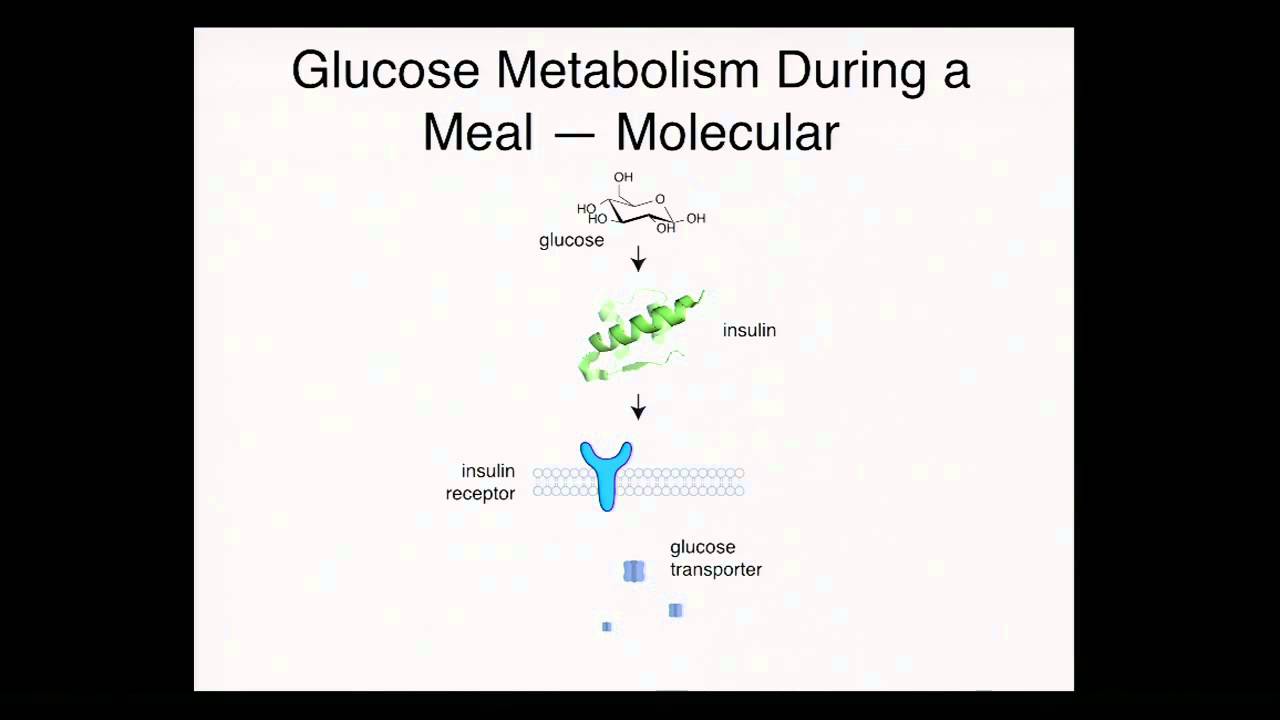Alan Saghatalian - Small Molecules in Heath and Disease