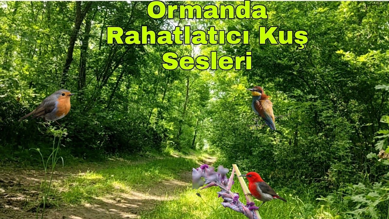 #66 - Ormanda Rahatlatıcı Kuş Sesleri. Huzur Verici, Dinlendirici #kuşsesi #orman #huzur #huzurlu