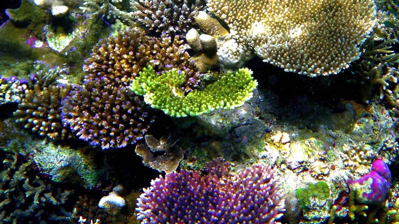 Snorkeling in Raja Ampat